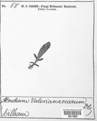 Uromyces valerianae image